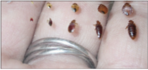 Bed bug shown in all 5 life cycle examples